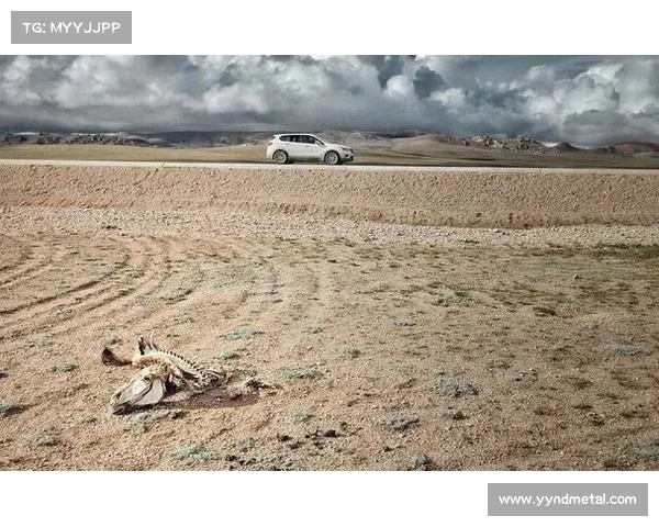 无人区骑行惊魂：邂逅狼群与高原生灵